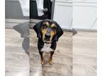 Beagle Mix DOG FOR ADOPTION RGADN-1259936 - Memphis - Beagle / Mixed Dog For
