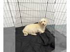 Glen of Imaal Terrier Mix DOG FOR ADOPTION RGADN-1259941 - CICI - Podengo