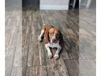 Beagle DOG FOR ADOPTION RGADN-1259942 - Watson III - Beagle Dog For Adoption