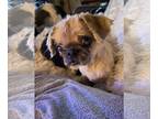 Pekingese Mix DOG FOR ADOPTION RGADN-1259945 - Buffy - Pekingese / Mixed (long