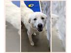 Great Pyrenees DOG FOR ADOPTION RGADN-1259947 - Ace - Great Pyrenees (long coat)