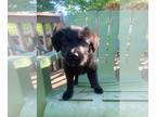 Labrador Retriever Mix DOG FOR ADOPTION RGADN-1259955 - Cady - Labrador