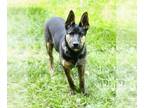 German Shepherd Dog Mix DOG FOR ADOPTION RGADN-1259960 - Chips Ahoy aka Chippy -