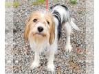 Cairn Terrier Mix DOG FOR ADOPTION RGADN-1259967 - Ace - Terrier / Cairn Terrier