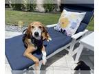 Beagle Mix DOG FOR ADOPTION RGADN-1259976 - Daisy Buchanan - Beagle / Hound /