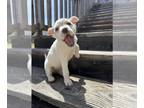 Boxer Mix DOG FOR ADOPTION RGADN-1259978 - Peony - Boxer / Terrier / Mixed Dog