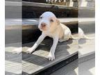 Boxer Mix DOG FOR ADOPTION RGADN-1259981 - Lupin - Boxer / Terrier / Mixed Dog