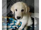Great Pyrenees Mix DOG FOR ADOPTION RGADN-1259986 - Frasier - Great Pyrenees /