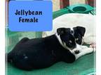 Beagle DOG FOR ADOPTION RGADN-1259997 - Jelly Bean - Beagle Dog For Adoption