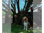 Basset Hound Mix DOG FOR ADOPTION RGADN-1260013 - Bob Scratchit - Basset Hound /