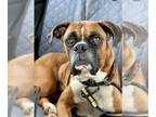 Boxer DOG FOR ADOPTION RGADN-1260014 - Nixon - Boxer Dog For Adoption