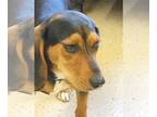 Beagle DOG FOR ADOPTION RGADN-1260023 - Jethro - Beagle Dog For Adoption