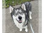 Huskies Mix DOG FOR ADOPTION RGADN-1260035 - Bella - Husky / Mixed (long coat)