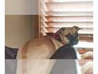 Puggle DOG FOR ADOPTION RGADN-1260038 - Marley - Pug / Beagle / Mixed (short