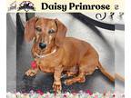 Dachshund DOG FOR ADOPTION RGADN-1260050 - Daisy Primrose - Dachshund (short