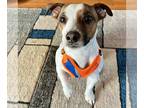 Jack Russell Terrier DOG FOR ADOPTION RGADN-1260073 - Remi - Jack Russell