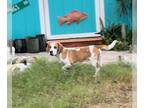 Beagle DOG FOR ADOPTION RGADN-1260074 - Goose Lee - Beagle Dog For Adoption