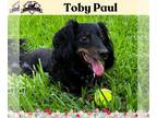 Dachshund DOG FOR ADOPTION RGADN-1260079 - Toby Paul - Dachshund (long coat) Dog