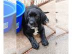 Labrador Retriever-Retriever Mix DOG FOR ADOPTION RGADN-1260081 - Nueces