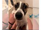 Jack-A-Bee DOG FOR ADOPTION RGADN-1260085 - Milios - Jack Russell Terrier /