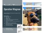 German Shepherd Dog Mix DOG FOR ADOPTION RGADN-1260093 - Goose - German Shepherd