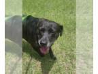 Labrador Retriever Mix DOG FOR ADOPTION RGADN-1260094 - Blackjack - Labrador