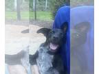 Labrador Retriever Mix DOG FOR ADOPTION RGADN-1260102 - Rory - Labrador