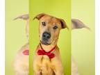 Chinese Shar-Pei-Labrador Retriever Mix DOG FOR ADOPTION RGADN-1260111 - Nathan