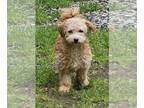 Poodle (Miniature) Mix DOG FOR ADOPTION RGADN-1260113 - Josephine - Poodle