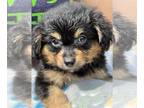 Pomeranian-Poodle (Toy) Mix DOG FOR ADOPTION RGADN-1260124 - Caesar Apr 24 - A