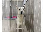 Huskies Mix DOG FOR ADOPTION RGADN-1260134 - 2405-0947 Hunter (Available 05/28)