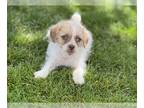 Pug-Shih Tzu Mix DOG FOR ADOPTION RGADN-1260138 - Bashful - Shih Tzu / Pug /