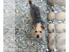 Jack Russell Terrier Mix DOG FOR ADOPTION RGADN-1260146 - Freya - Terrier / Jack