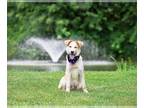 Golden Retriever Mix DOG FOR ADOPTION RGADN-1260147 - Teddy - Golden Retriever /