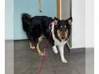 Collie DOG FOR ADOPTION RGADN-1260148 - Reveille - Collie (medium coat) Dog For