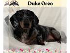Dachshund DOG FOR ADOPTION RGADN-1260153 - Duke Oreo - Dachshund (short coat)
