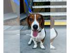 Beagle DOG FOR ADOPTION RGADN-1260177 - Chocolate Crinkle - Beagle / Basset