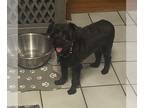 Poodle (Miniature) Mix DOG FOR ADOPTION RGADN-1260189 - Mae - Yorkshire Terrier