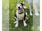 American Staffordshire Terrier Mix DOG FOR ADOPTION RGADN-1260204 - Patty -