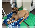 Mastiff DOG FOR ADOPTION RGADN-1260229 - CHARLIE - Mastiff (medium coat) Dog For