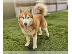 Mix DOG FOR ADOPTION RGADN-1260247 - BOBA FETCH - Husky (medium coat) Dog For