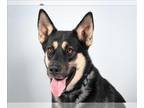 German Shepherd Dog-Siberian Husky Mix DOG FOR ADOPTION RGADN-1260262 - ERIK -