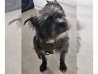 Cairn Terrier Mix DOG FOR ADOPTION RGADN-1260270 - Sonny - Cairn Terrier / Mixed