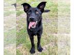 Shepradors DOG FOR ADOPTION RGADN-1260281 - DAPHNIE - German Shepherd Dog /