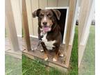 Beagle DOG FOR ADOPTION RGADN-1260314 - PHYLLIS - Beagle (medium coat) Dog For