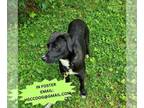 Labrador Retriever Mix DOG FOR ADOPTION RGADN-1260317 - RIVER - Labrador