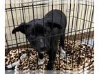 Labrador Retriever Mix DOG FOR ADOPTION RGADN-1260325 - A036966 - Labrador
