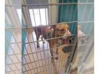 Staffordshire Bull Terrier DOG FOR ADOPTION RGADN-1260327 - A037008 -