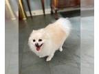 Pomeranian DOG FOR ADOPTION RGADN-1260330 - Lil Bitty - Pomeranian Dog For