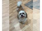 Shih Tzu Mix DOG FOR ADOPTION RGADN-1260332 - Bruno - Shih Tzu / Mixed (long
